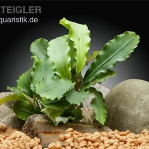 Neue Kollektion Bucephalandra sp. "Wavy Green Leaf", lose Pflanze