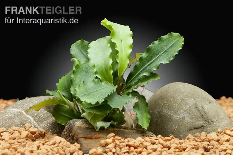 Neue Kollektion Bucephalandra sp. "Wavy Green Leaf", lose Pflanze