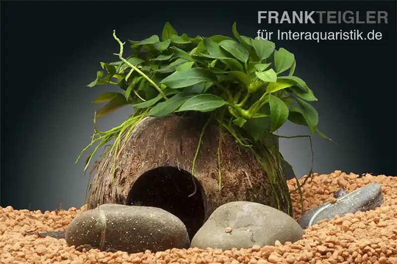 Dennerle Nano Cave, Anubias nana "Bonsai", auf Kokosnusshälfte Jetzt Bestellen