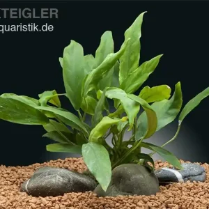 Kahles Speerblatt, Anubias barteri var. glabra, im Topf Wochenendangebot