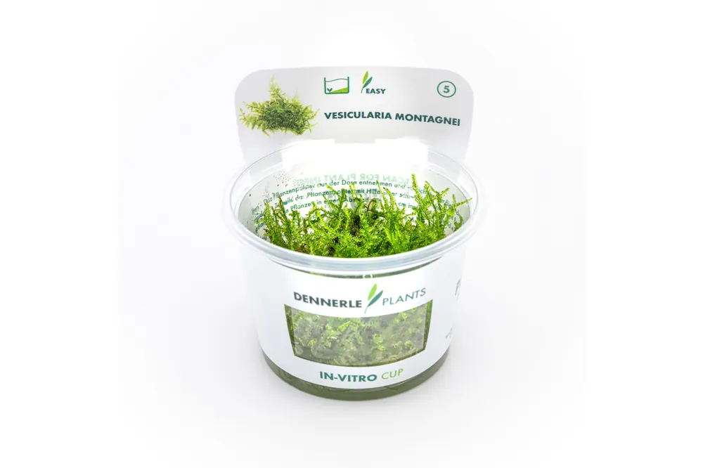 Christmas-Moos, Vesicularia montagnei, In Vitro Super-Preis