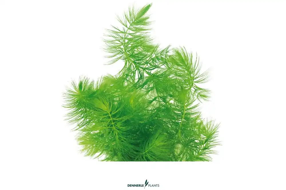 Wochenendangebot Hornkraut, Ceratophyllum demersum, lose Portion
