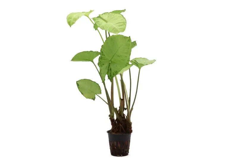 Preisreduziert Weisse Schmetterlingstute, Syngonium White Butterfly (Terrariumpflanze)