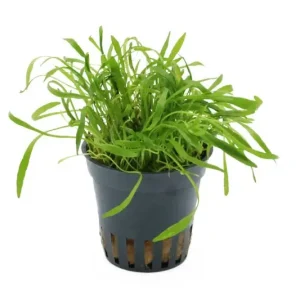 Sofort Bestellen Neuseelandgras, Lilaeopsis brasiliensis, im Topf