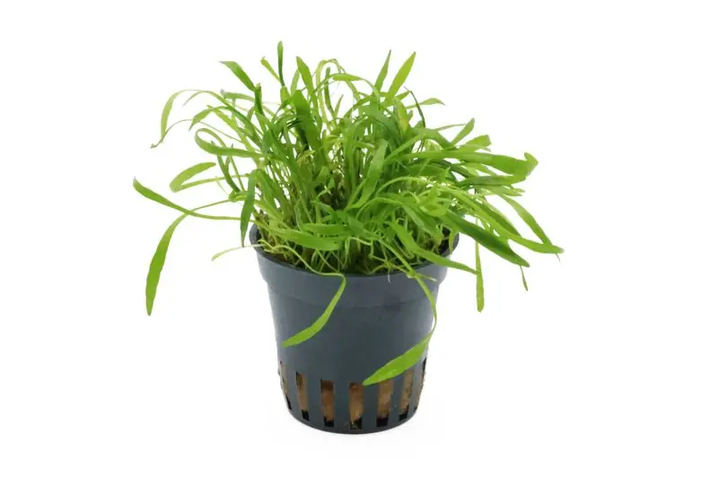 Sofort Bestellen Neuseelandgras, Lilaeopsis brasiliensis, im Topf
