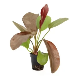 Must-Have Echinodorus "Paul Kloecker", im Topf