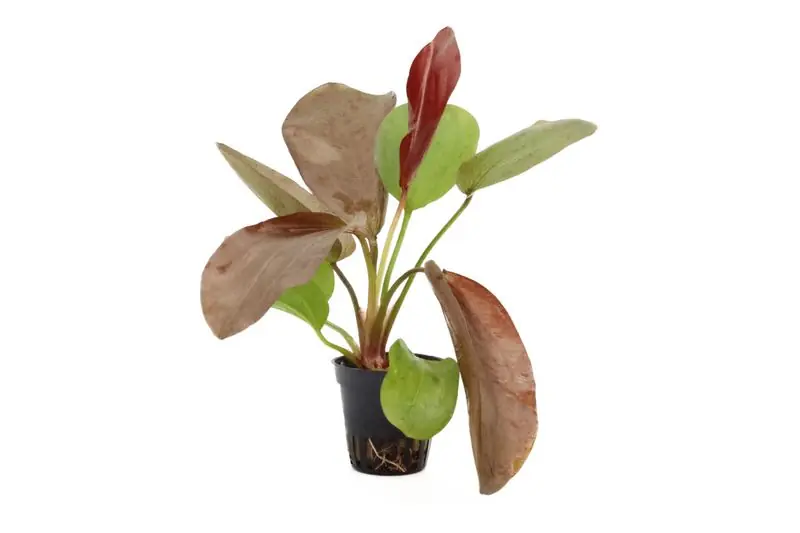 Must-Have Echinodorus "Paul Kloecker", im Topf
