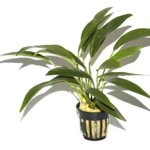 Online Kaufen Schmalblättriges Speerblatt, Anubias barteri angustifolia, im Topf