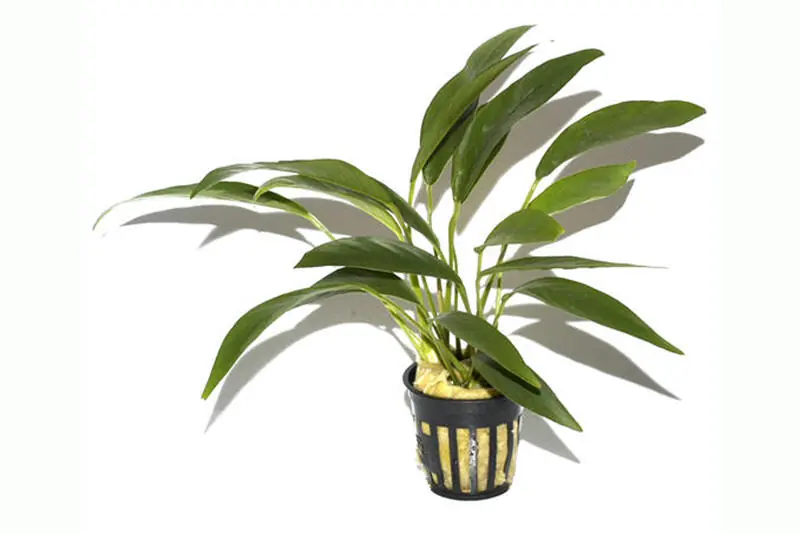 Online Kaufen Schmalblättriges Speerblatt, Anubias barteri angustifolia, im Topf