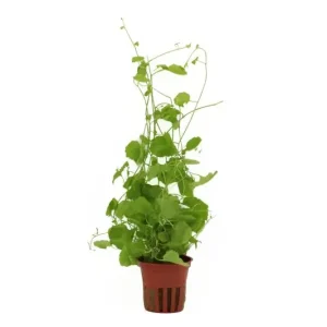 Japanisches Schaumkraut, Cardamine lyrata, im Topf (Auslaufartikel) Sale