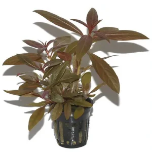 Direktkauf Rote Sternludwigie, Ludwigia glandulosa, im Topf