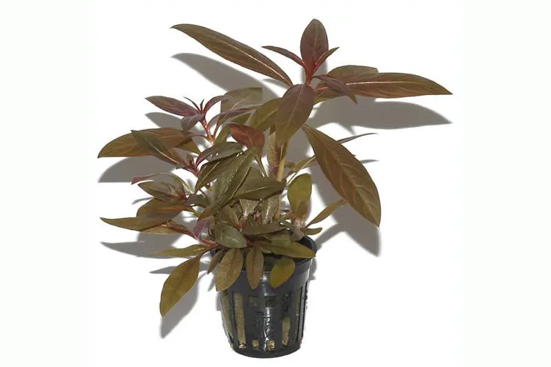 Direktkauf Rote Sternludwigie, Ludwigia glandulosa, im Topf