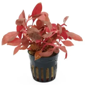 Zertifiziert Breitblättriges Papageienblatt, Alternanthera reineckii var. cardinalis, im Topf