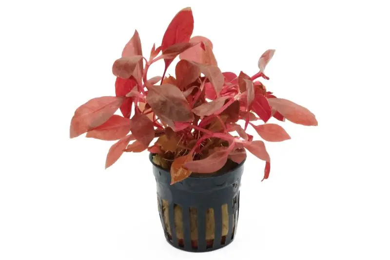 Zertifiziert Breitblättriges Papageienblatt, Alternanthera reineckii var. cardinalis, im Topf