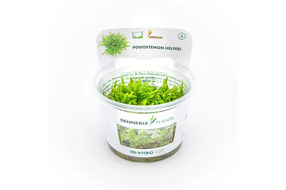 Sternkraut, Pogostemon helferi, In Vitro Sichere Zahlung