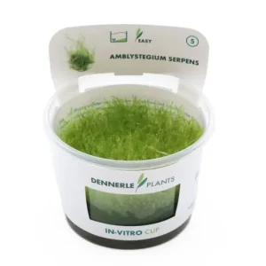 Sonderaktion Kriechendes Stumpfdeckelmoos, Amblystegium serpens, In Vitro