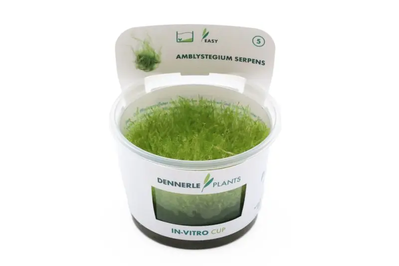 Sonderaktion Kriechendes Stumpfdeckelmoos, Amblystegium serpens, In Vitro