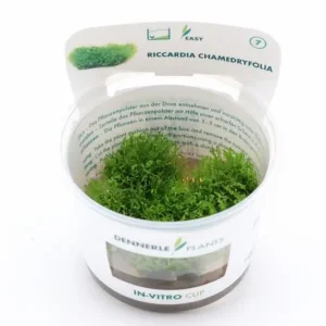 Markenware Korallenmoos, Riccardia chamedryfolia, In Vitro