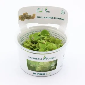 Wasserwolfsmilch, Phyllanthus fluitans, In Vitro Expressversand