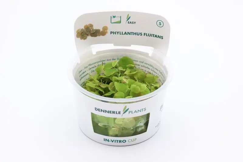 Wasserwolfsmilch, Phyllanthus fluitans, In Vitro Expressversand
