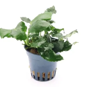 Kirin-Zwergspeerblatt, Anubias barteri var. nana "Kirin", im Topf Online Kaufen