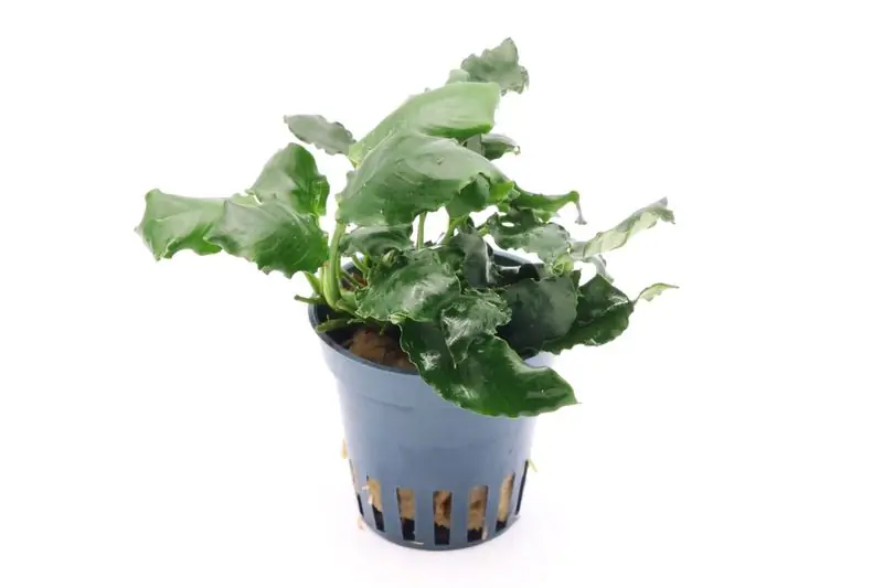 Kirin-Zwergspeerblatt, Anubias barteri var. nana "Kirin", im Topf Online Kaufen