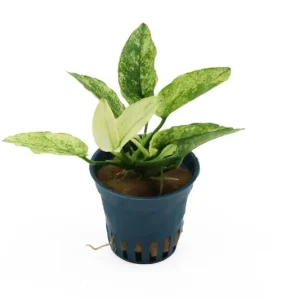 Geschecktes Zwergspeerblatt, Anubias barteri var. nana "Pinto", im Topf Markenware