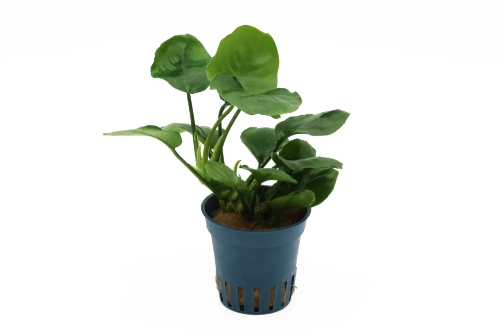 Rundblättrige Anubias, Anubias barteri "Coin Leaf", im Topf Direkt Vom Hersteller