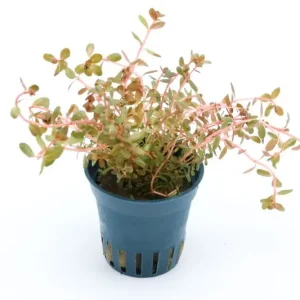 H"Ra-Rotala, Rotala sp. "H"Ra", im Topf Schneller Versand