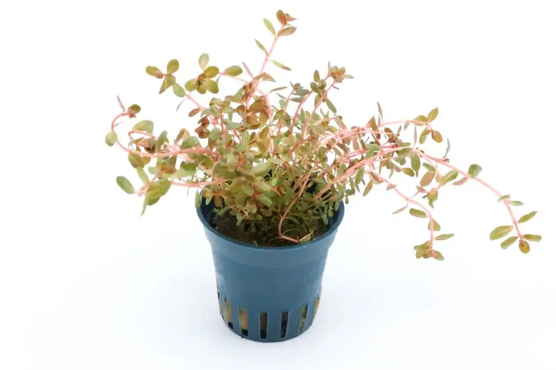 H"Ra-Rotala, Rotala sp. "H"Ra", im Topf Schneller Versand
