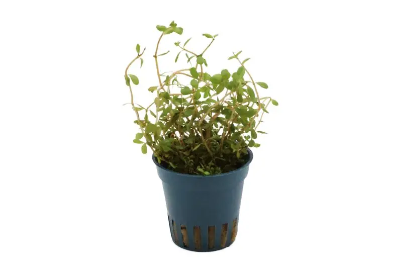 Bestpreis Laos-Rotala, Rotala rotundifolia "Laos", im Topf