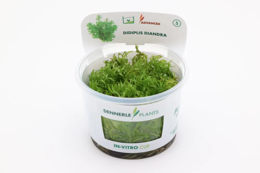 Amerikanische Wasserhecke, Didiplis diandra, In Vitro Beliebt