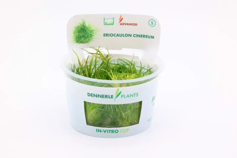 Cinereum-Eriocaulon, Eriocaulon cinereum, in Vitro Kracherpreis