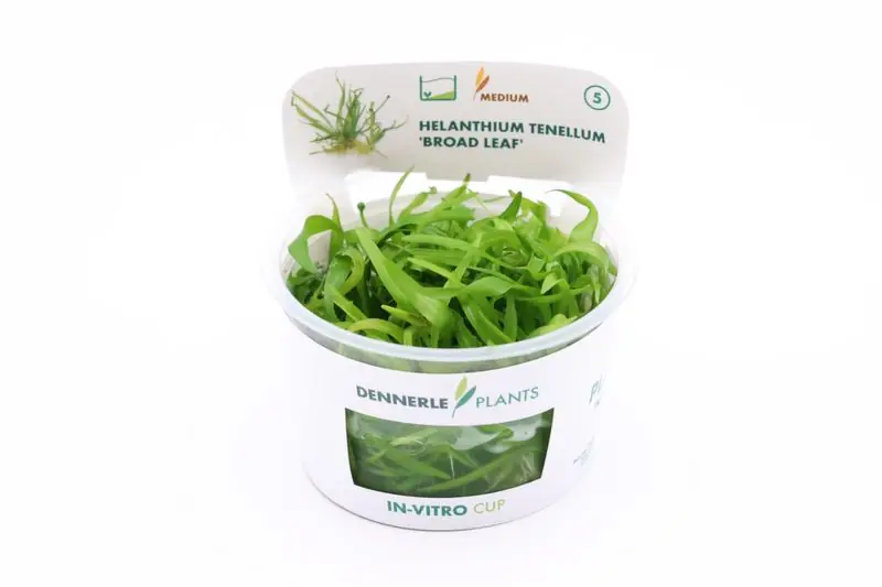 Breitblättrige Zwergschwertpflanze, Helanthium tenellum "Broad Leaf", In Vitro Jetzt Bestellen