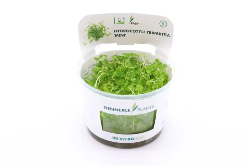 Sichere Zahlung Mini-Wassernabel, Hydrocotyle tripartita "Mini", In Vitro