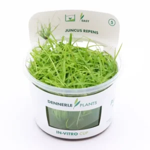 Direktkauf Kriechende Binse, Juncus repens, In Vitro