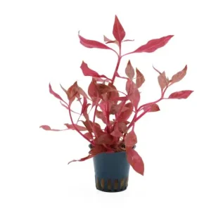Mega-Angebot Rosanerviges Papageienblatt, Alternanthera reineckii "Red Ruby", im Topf