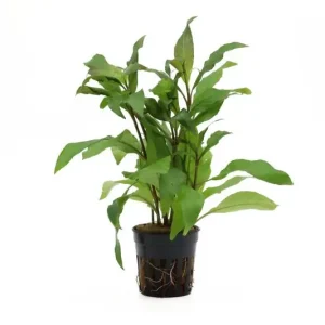 Thailändischer Wasserfreund, Hygrophila corymbosa "Siamensis", im Topf Sonderangebot
