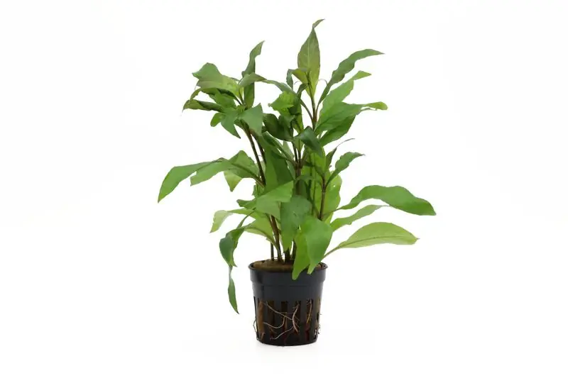 Thailändischer Wasserfreund, Hygrophila corymbosa "Siamensis", im Topf Sonderangebot