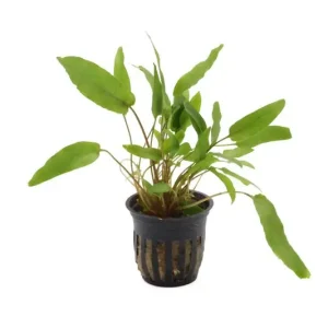 Jetzt Kaufen Petchs Wasserkelch, Cryptocoryne beckettii var. "Petchii", im Topf