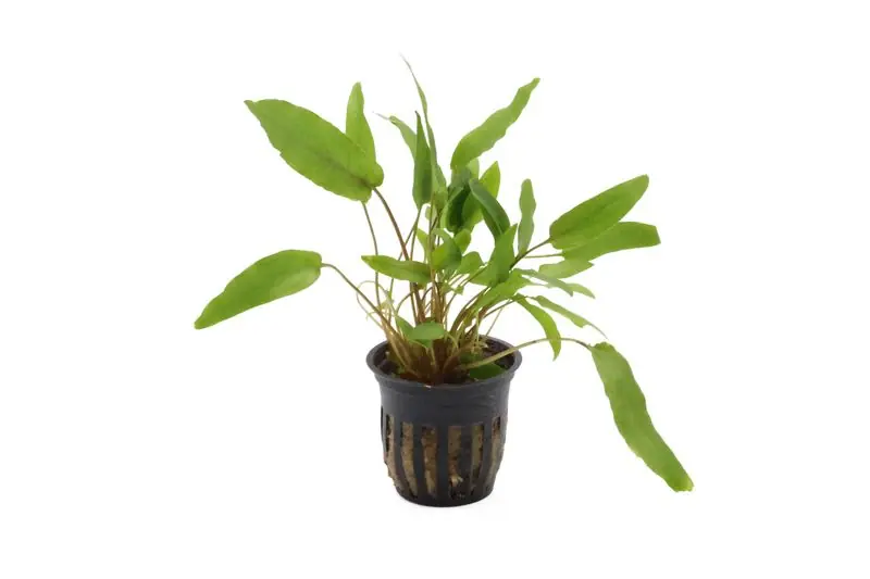 Jetzt Kaufen Petchs Wasserkelch, Cryptocoryne beckettii var. "Petchii", im Topf