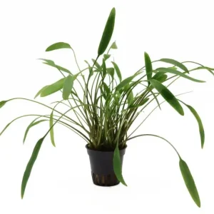 Preiswert Nevillii-Wasserkelch, Cryptocoryne x willisii "Nevillii", im Topf