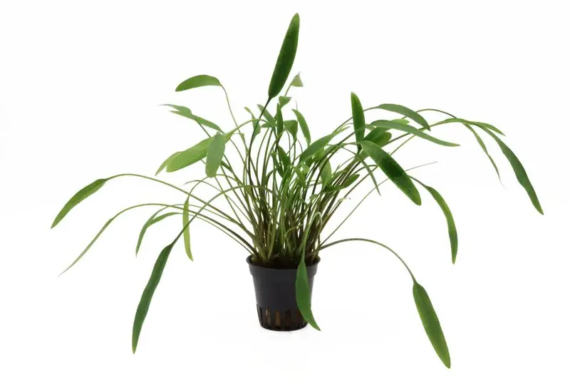 Preiswert Nevillii-Wasserkelch, Cryptocoryne x willisii "Nevillii", im Topf