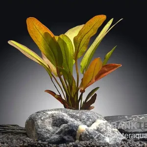 Knallerangebot Indianer-Schwertpflanze, Echinodorus "Indian Red", im Topf