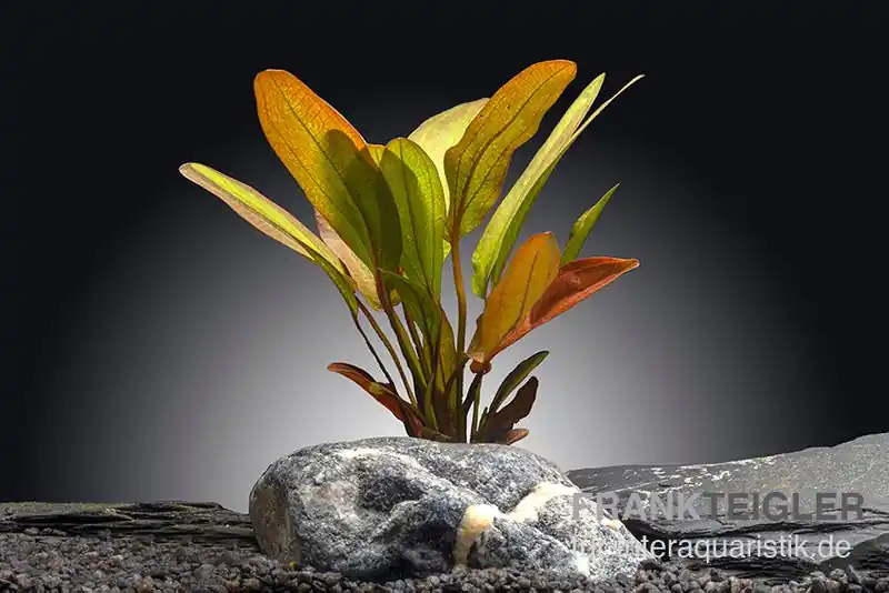 Knallerangebot Indianer-Schwertpflanze, Echinodorus "Indian Red", im Topf
