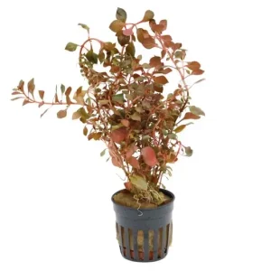 Kleine tiefrote Ludwigie, Ludwigia palustris "Super Red", im Topf Finale Aktion
