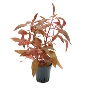 Echt Rotes Papageienblatt, Alternanthera reineckii "Rosa", im Topf