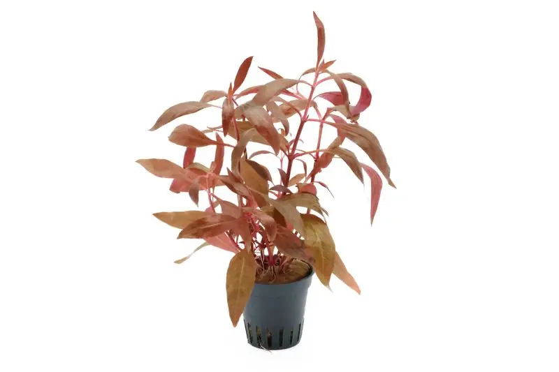 Echt Rotes Papageienblatt, Alternanthera reineckii "Rosa", im Topf