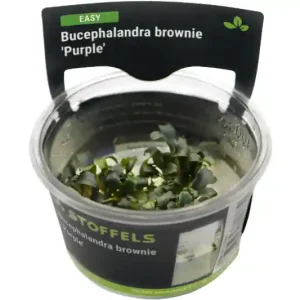 Begrenztes Angebot Bucephalandra brownie "Purple", In Vitro