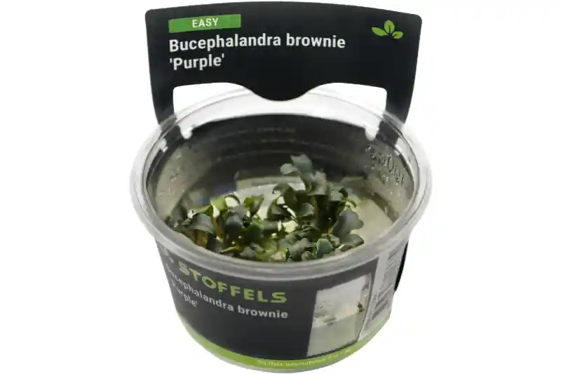 Begrenztes Angebot Bucephalandra brownie "Purple", In Vitro